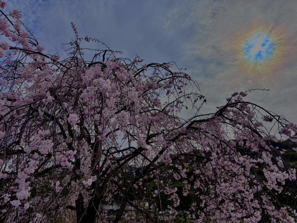 垂れ桜