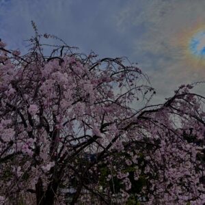 垂れ桜