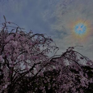垂れ桜
