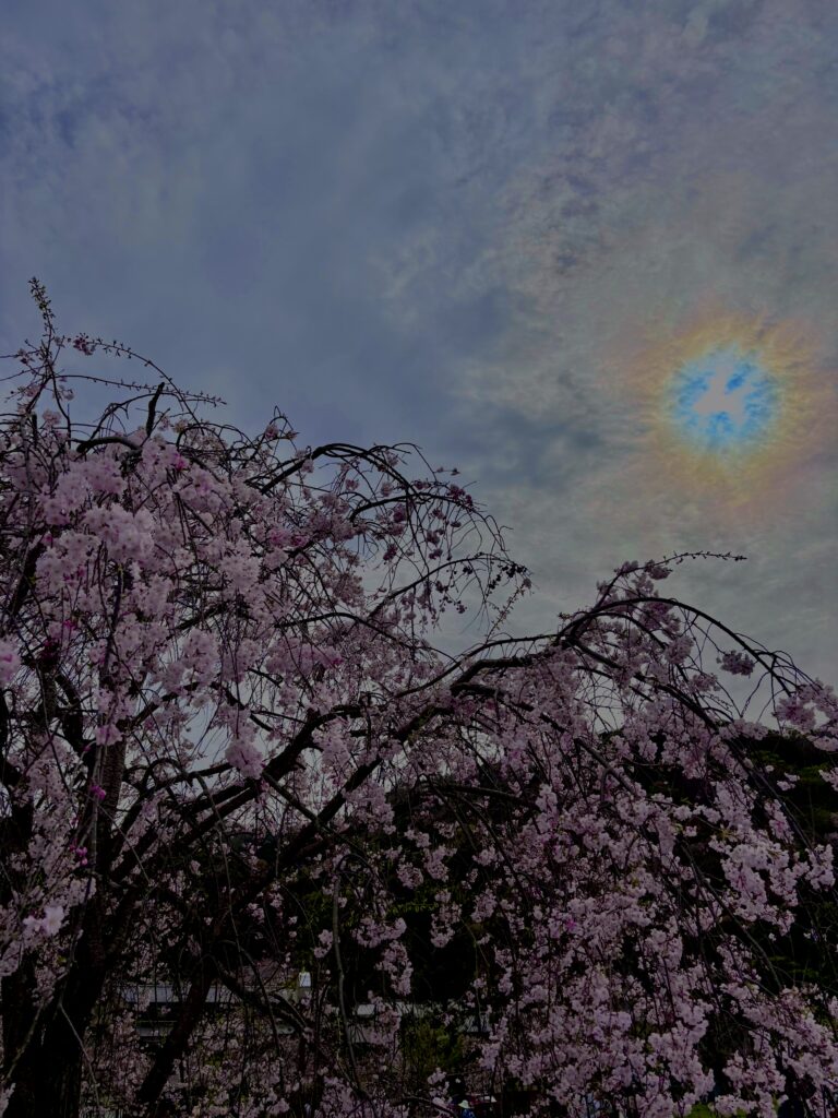 垂れ桜