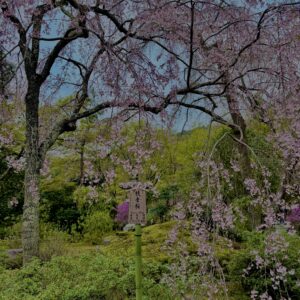 垂れ桜,風景,春,自然,桜,