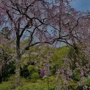 垂れ桜