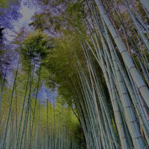 竹林