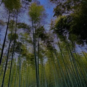 竹林