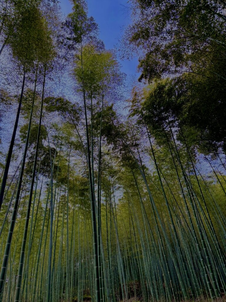 竹林