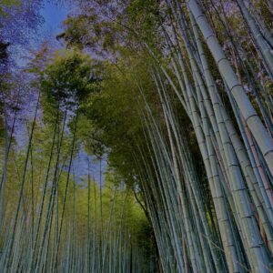 竹林