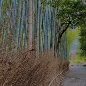 竹林