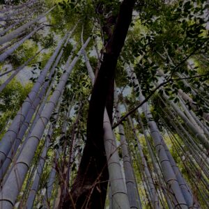 竹林