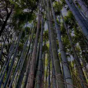 竹林