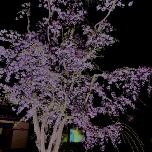 夜桜