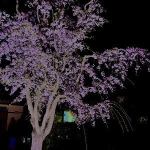 夜桜