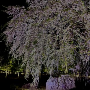 夜桜