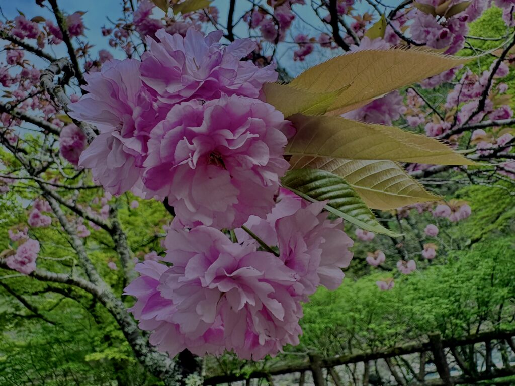 関山