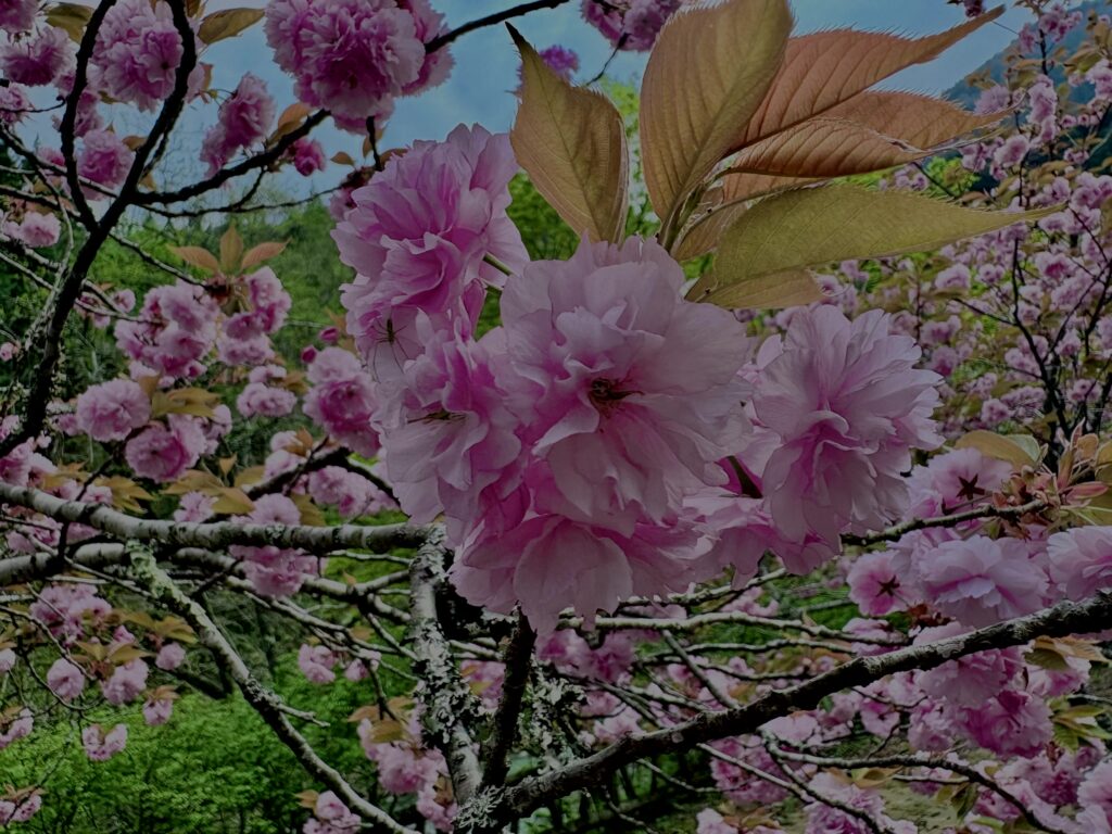 関山