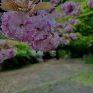 関山,八重桜,ピンク,花,春,