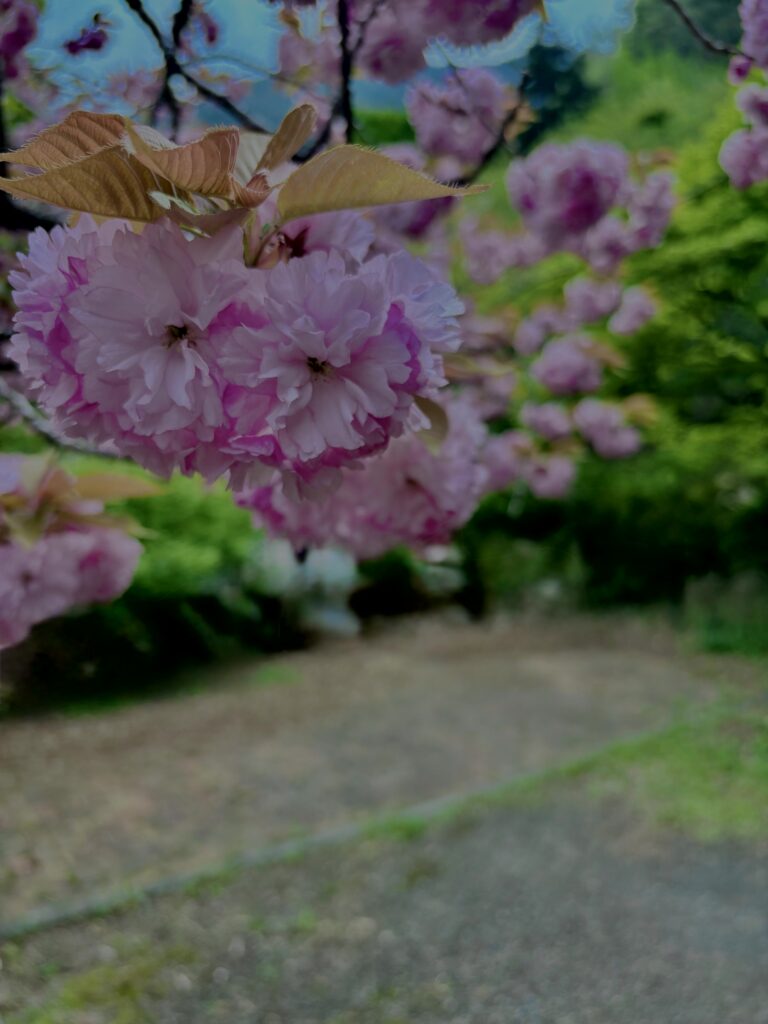 関山,八重桜,ピンク,花,春,