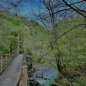 大柳川