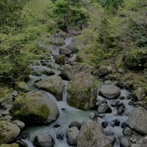大柳川