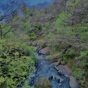 大柳川
