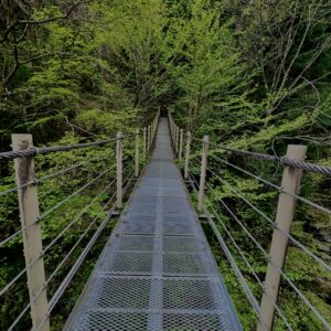 大柳川
