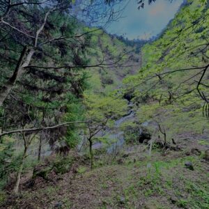大柳川