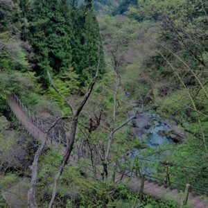 大柳川