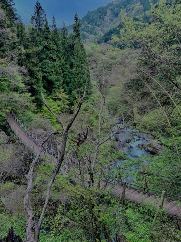 大柳川