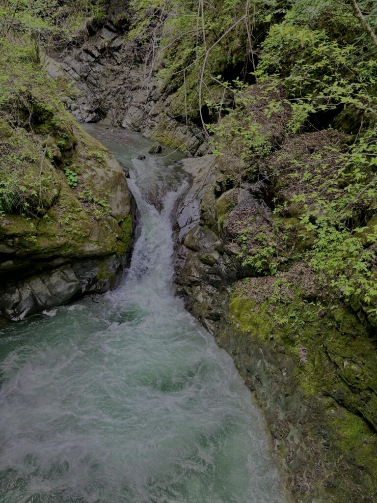 大柳川