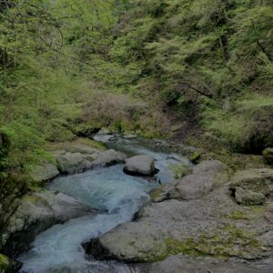 大柳川