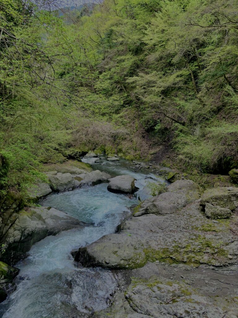 大柳川