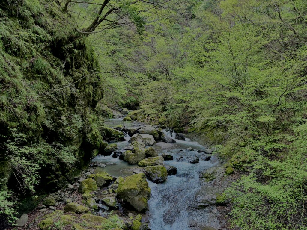大柳川