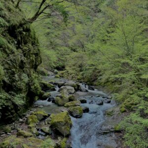大柳川