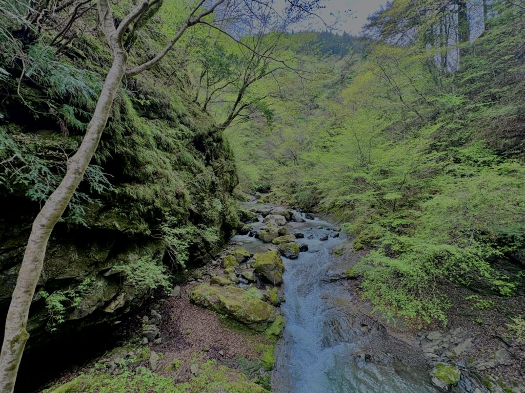 大柳川渓谷,山梨,山,森林,富士川町,渓流公園,吊り橋,