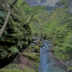 大柳川渓谷,山梨,山,森林,富士川町,渓流公園,吊り橋,