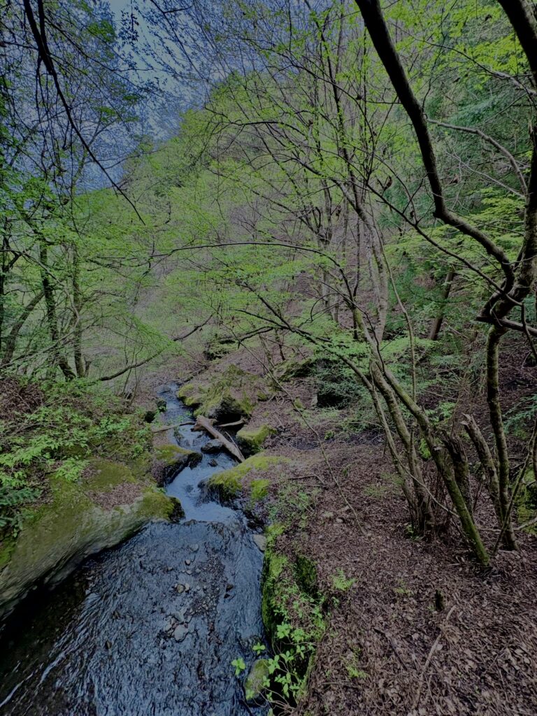 大柳川