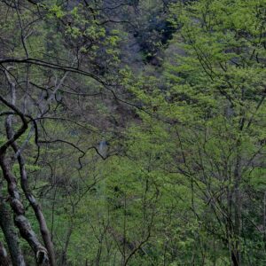 大柳川