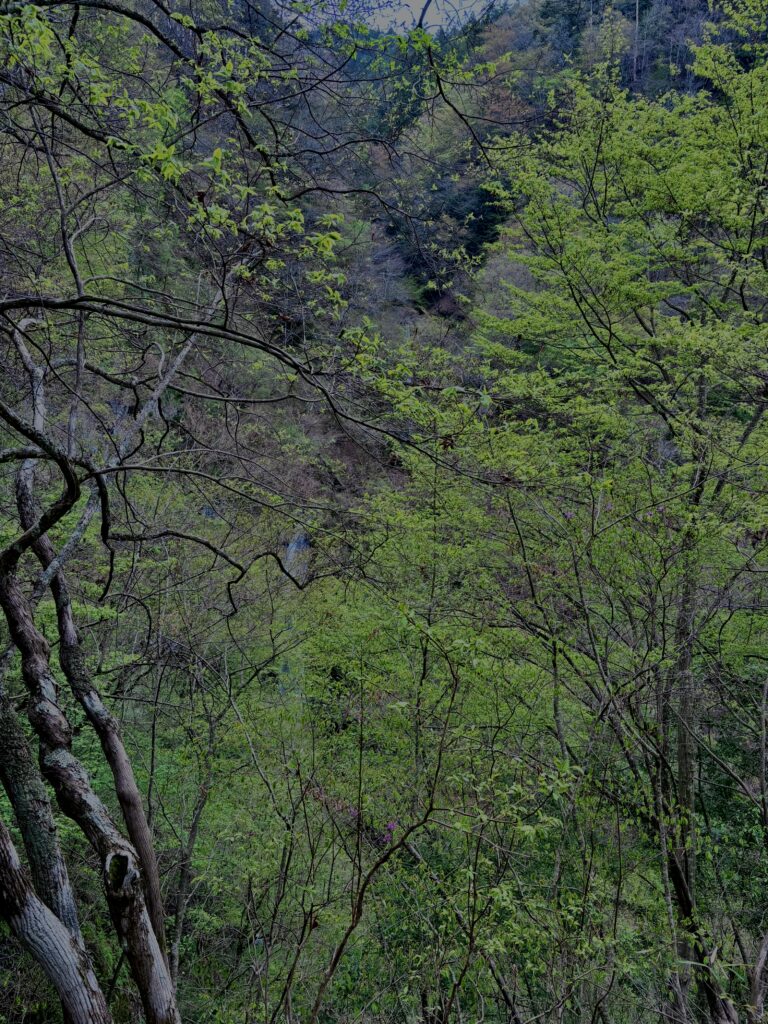 大柳川
