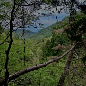 大柳川