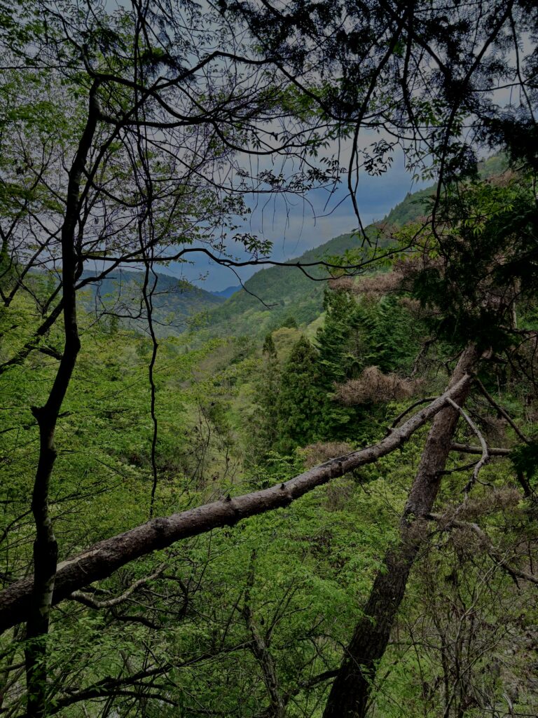 大柳川