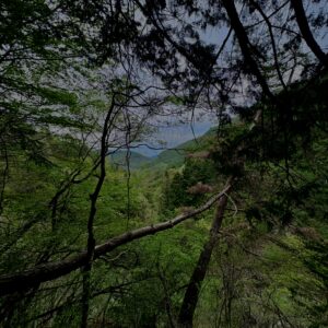 大柳川