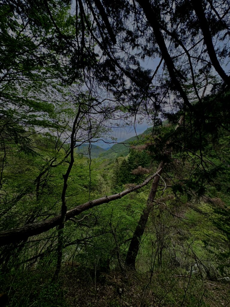 大柳川