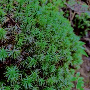 日光白根山,山,森,登山,トレッキング,森林浴,苔,