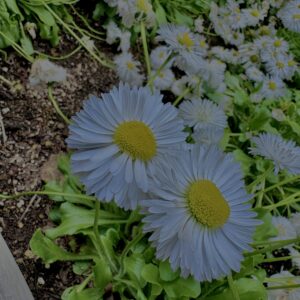 イングリッシュデージ