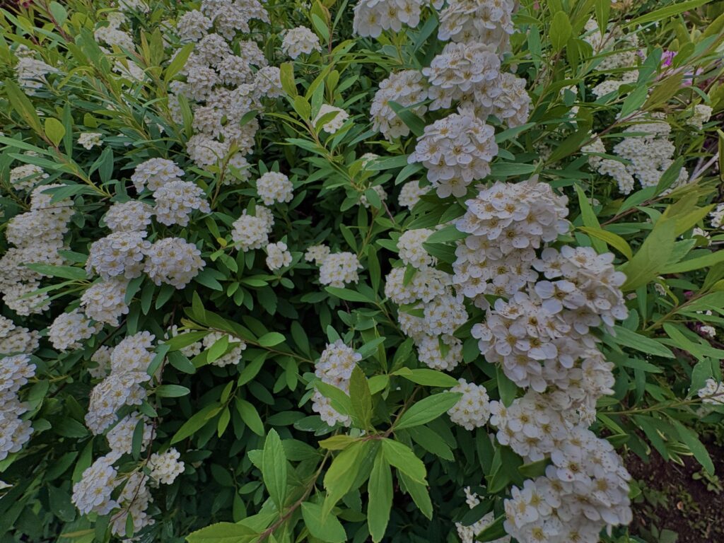 小手毬