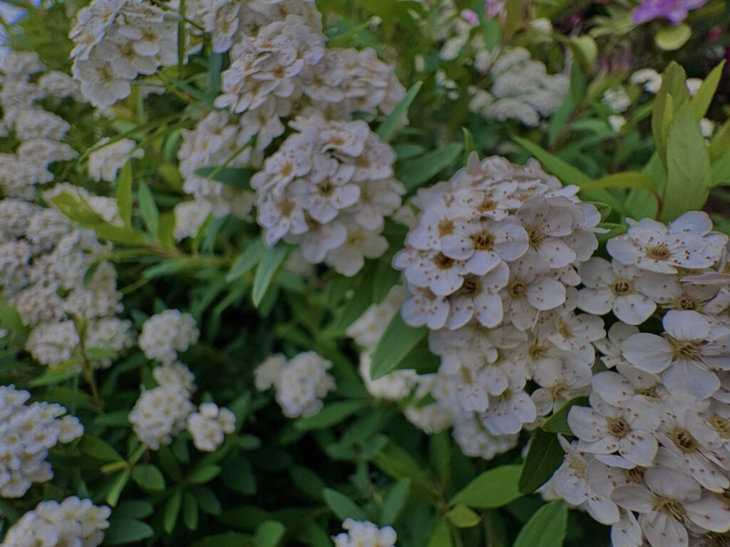 小手毬