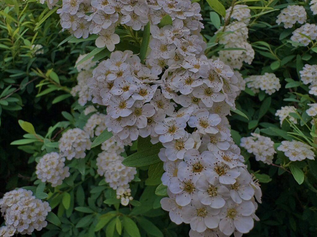 小手毬