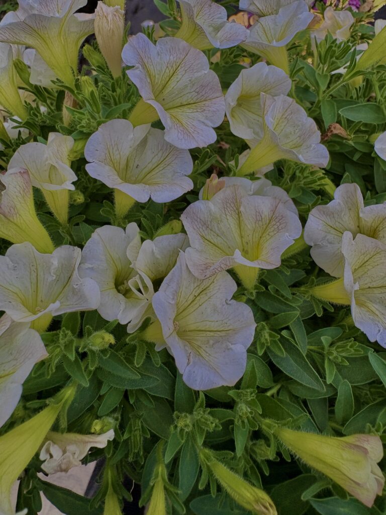 ペチュニア
