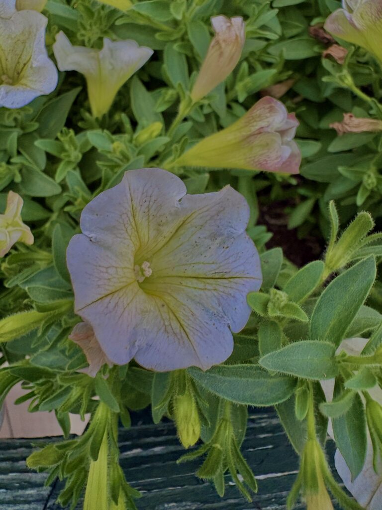 ペチュニア