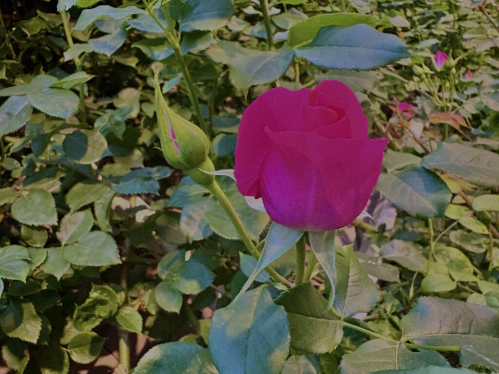 バラ