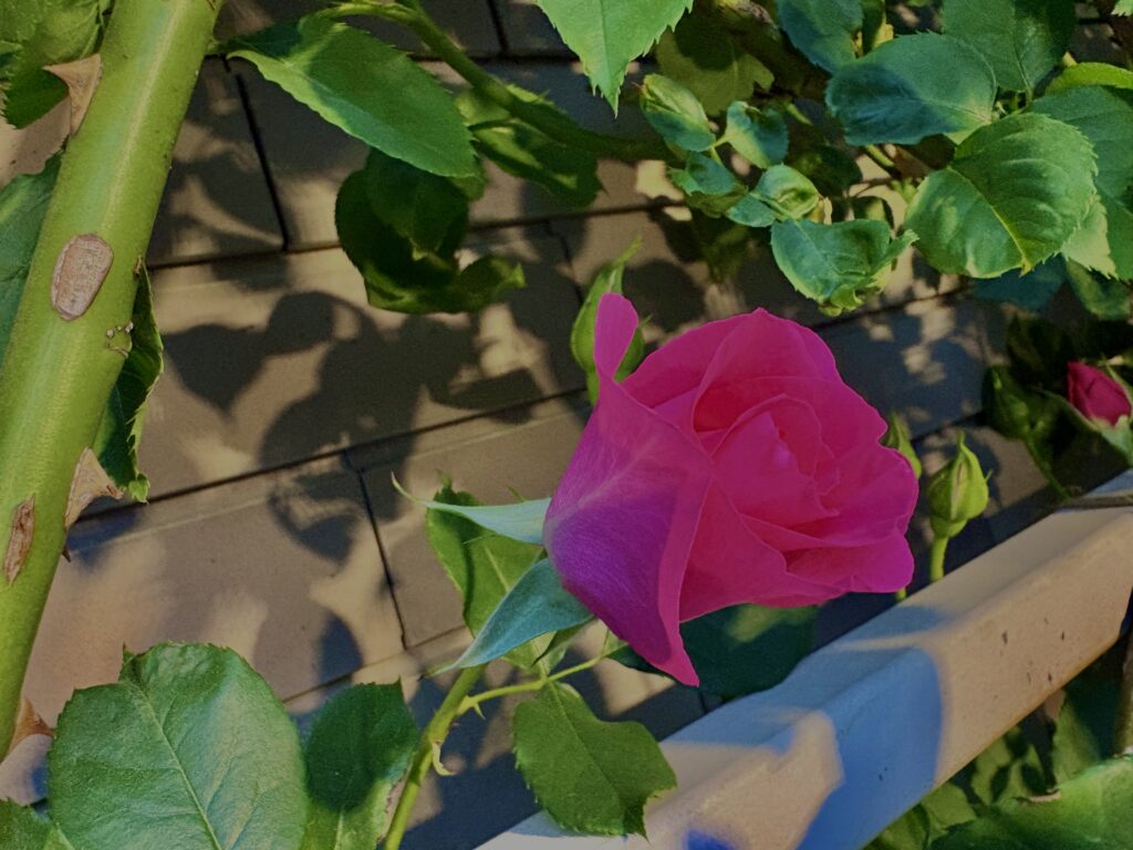 バラ